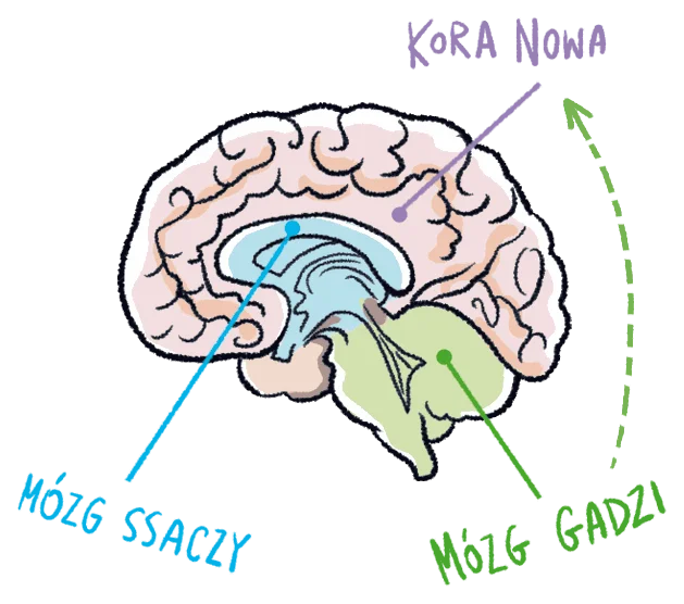 Rysunkowy diagram mózgu dziecka: kora nowa, mózg ssaczy i mózg gadzi